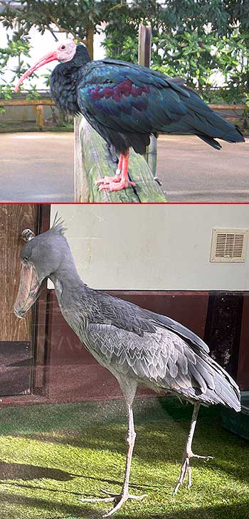 ���]�t�H�[�Q���p�[�N�̒�����