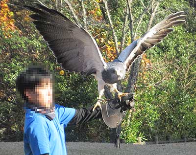 ���]�t�H�[�Q���p�[�N�@�o�[�h�V���[